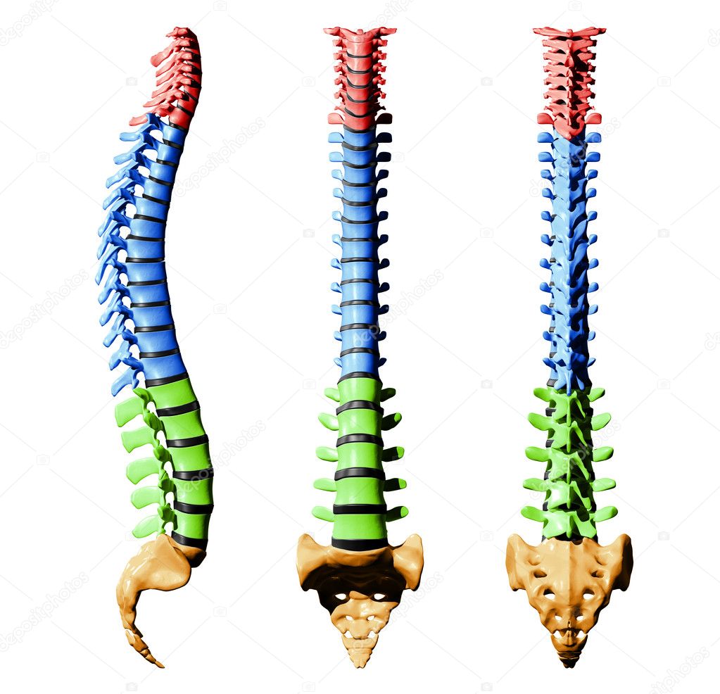 Conferenza e trattamenti energetici di Allineamento Divino secondo il metodo Heilerschule di Anne Hübner depositphotos 22971640 stock photo spine vertebrae color parts