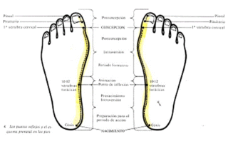 Presentazione e Tecnica sull'approccio al Massaggio Metamorfico metamorficopiede