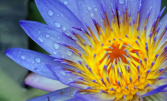 Corso per diventare Reiki Master reiki master